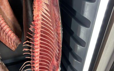 Dry-Aged Fish: A New Way to Experience Seafood
