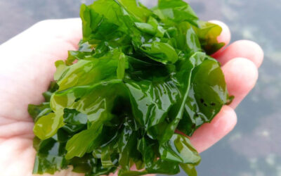 Meet Ulva: The Ocean’s Green Superfood