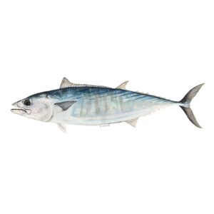 ABALOBI ATLANTIC BONITO fresh