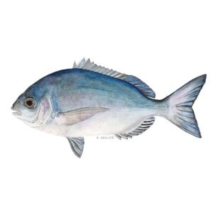 ABALOBI BLUE BREAM fresh