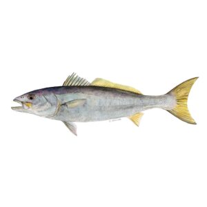 ABALOBI CAPE SALMON (GEELBEK) fresh