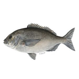 ABALOBI CAPE BREAM fresh