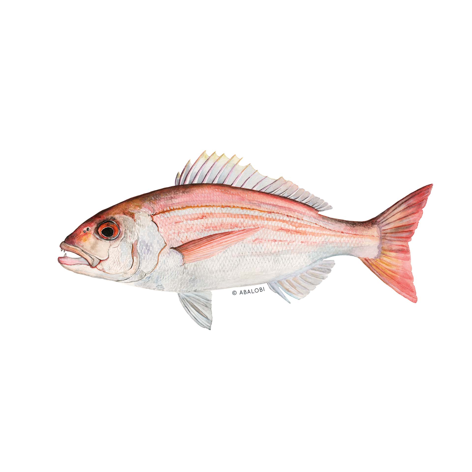 Yellowtail Fish Fillets