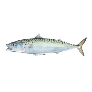 ABALOBI CHUB MACKEREL fresh