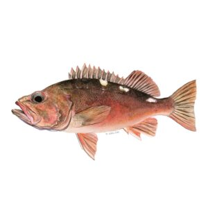 ABALOBI CAPE RED FISH fresh