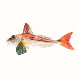 ABALOBI GURNARD fresh