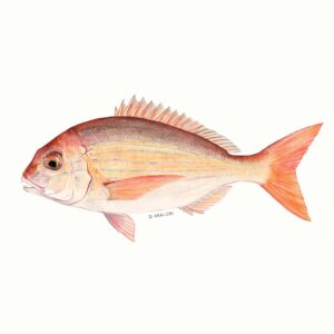 ABALOBI PANGA SEABREAM fresh