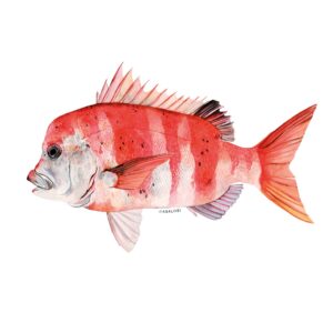 ABALOBI RED STUMPNOSE (MISS LUCY) fresh