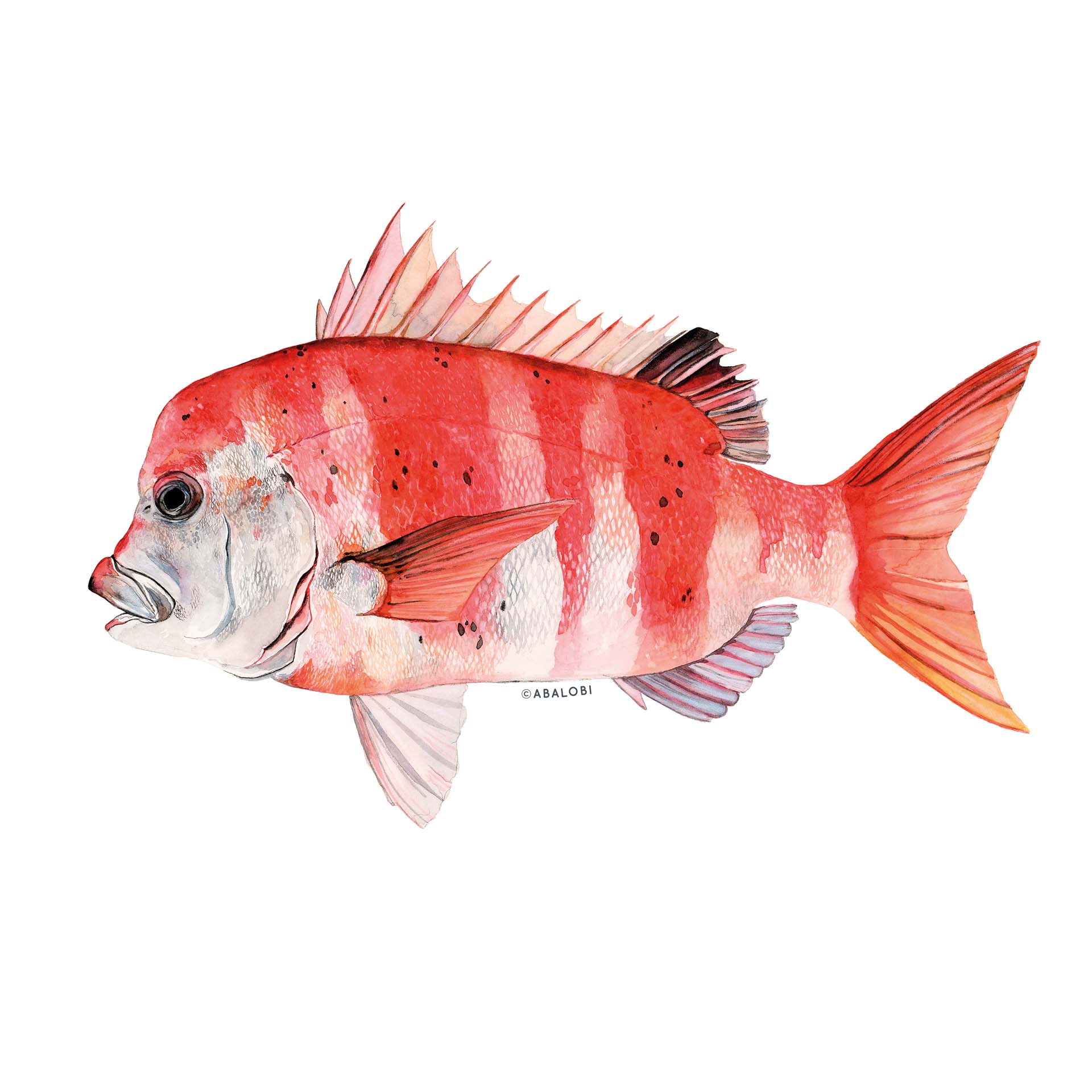 Yellowtail Fish Fillets