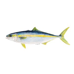 ABALOBI YELLOWTAIL, fresh